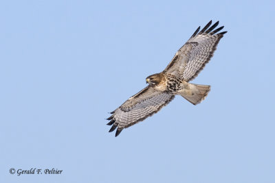   Red - tailed Hawk  7