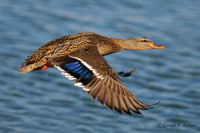  Mallard  1  re - edit