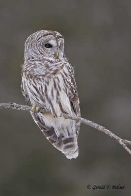  Barred Owl  23