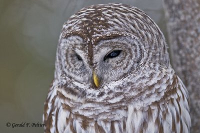  Barred Owl  24