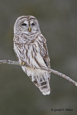  Barred Owl  25