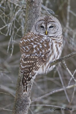   Barred Owl  26