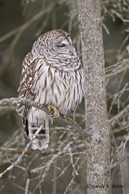   Barred Owl   27