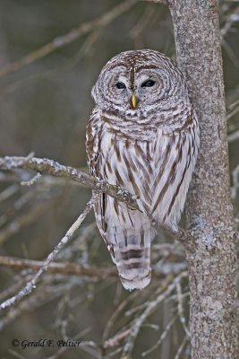  Barred Owl   28