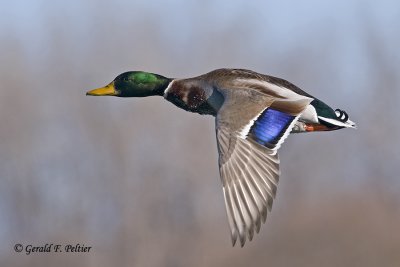 Mallard  16