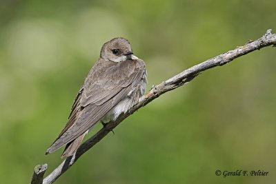  Northern Rough - winged Swallow   3