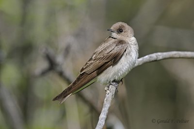  Northern Rough - winged Swallow   4