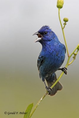  Indigo Bunting   2