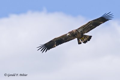 Bald Eagle  39