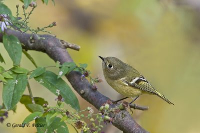  Ruby - crowned Kinglet   2