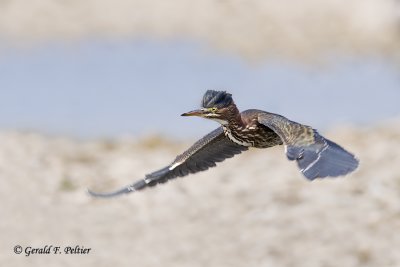  Green Heron  11