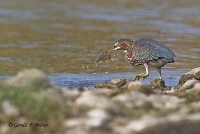  Green Heron   12