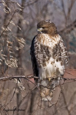  Red - tailed Hawk  8