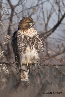   Red - tailed Hawk  9