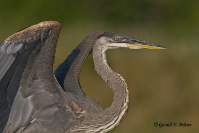  Great Blue Heron  10