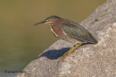  Green Heron   14