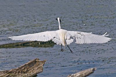  Egrets 