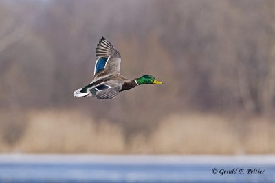  Mallard   23