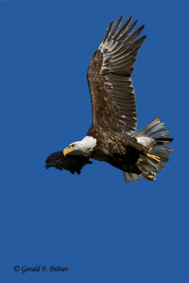  Bald Eagle  40