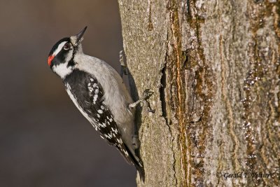  Downy Woodpecker   2