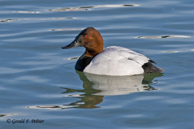  Canvasback  8   ( re - edit  )