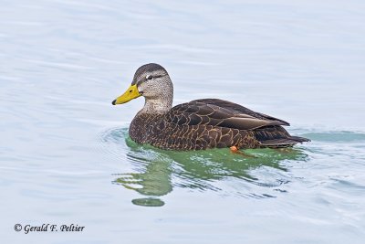   American Black Duck   1