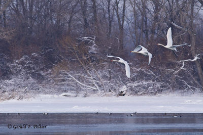   Mute Swans   26