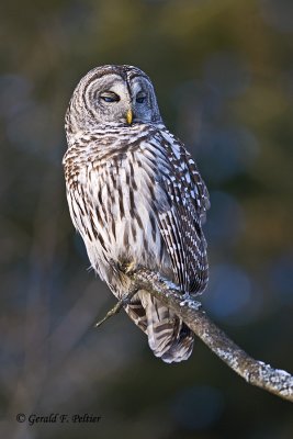   Barred Owl   29