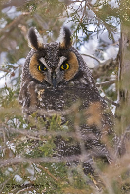   Long - eared Owl   1