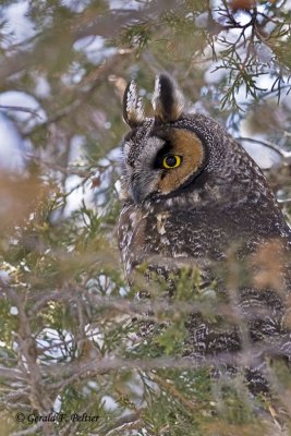  Long - eared Owl   2