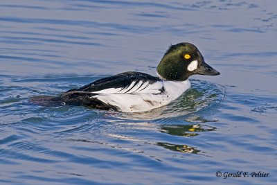  Common Goldeneye   16