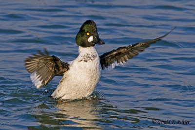   Common Goldeneye   17