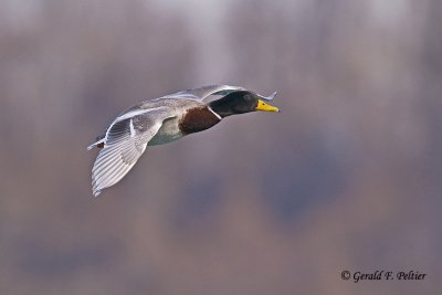   Mallard   34