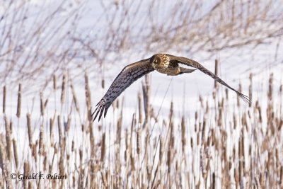   Northern Harrier   25