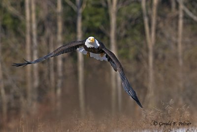   Bald Eagle   43  ( captive )