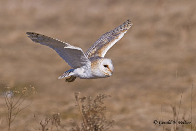   Barn Owl   22  ( captive )