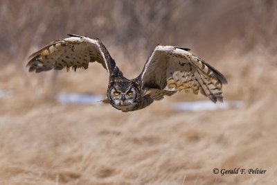  Great Horned Owl   36  ( captive )