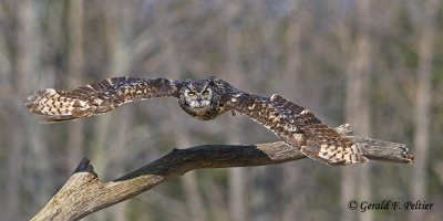   Great Horned Owl   37  ( captive )