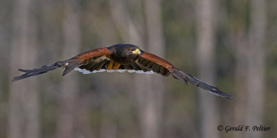   Harris's Hawk   9  ( captive )