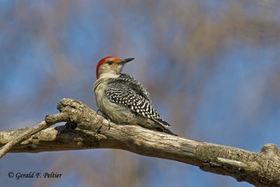   Red - bellied Woodpecker  1