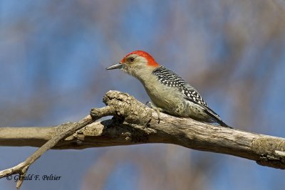   Red - bellied Woodpecker  2 calling