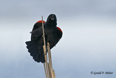   Red - winged Blackbird   3