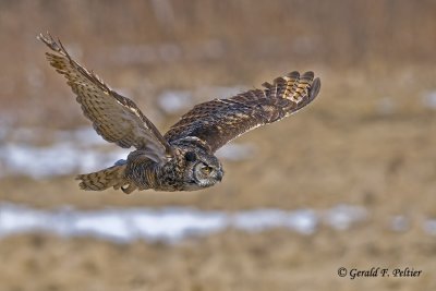  Great Horned Owl   38  ( captive )
