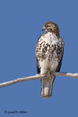  Red - tailed Hawk   10