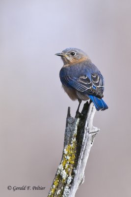  Eastern Bluebird   10