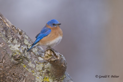Eastern Bluebird   11