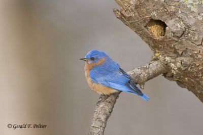  Eastern Bluebird   12