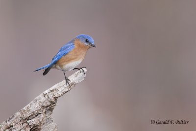  Eastern Bluebird   13