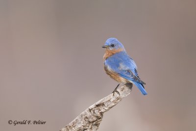  Eastern Bluebird   14