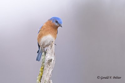   Eastern Bluebird  16  